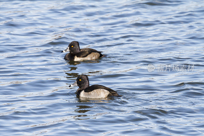 环颈鸭(Aythya collaris)